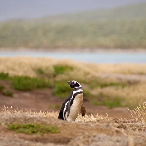 magellanic penguin, Spheniscus magellanicus, guarding its burrow, Falkland Islands