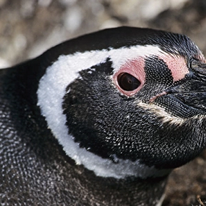 Magellanic penguin (Spheniscus magellanicus) looking out of a burrow