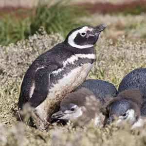 Magellanic Penguin (Spheniscus magellanicus), at burrow with half grown chicks. South America