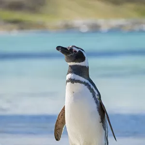 Magellanic Penguin (Spheniscus magellanicus) at beach. South America, Falkland Islands