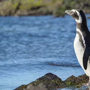 Magellanic Penguin (Spheniscus magellanicus) at rocky shore