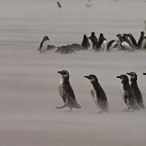 Magellanic Penguins (Spheniscus magellanicus) Adults and juveniles on beach. The