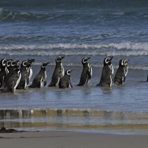 Magellanic Penguins (Spheniscus magellanicus), Keppel Island, off north coast of West Falkland