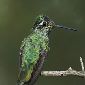 Magnificent Hummingbird, Eugenes fulgens, young male perched, Paradise, Chiricahua Mountains