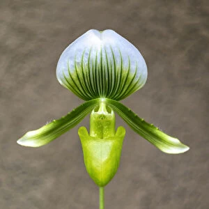 Magnificum orchid