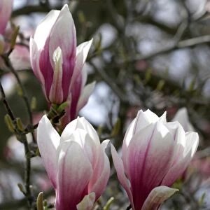 Magnolia Liliiflora blooms during spring in Boise, Idaho
