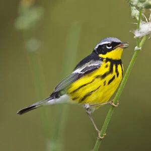 Magnolia Warbler (Dendroica magnolia) male eating thistle seeds, spring, Texas