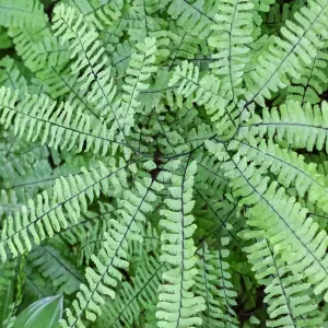 Maidenhair fern Maidenhair fern