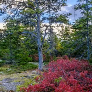 Maine, fall colors, bush, tree Maine, fall colors, bush, tree