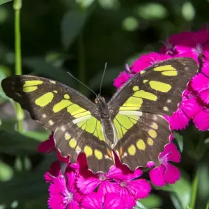 Malachite Butterfly on Pink Dianthus Print Malachite Butterfly on Pink Dianthus Print