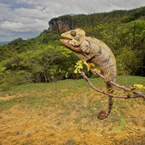 Malagasy Giant Madagascar or Oustalets Chameleon (Furcifer oustaleti), Montagne