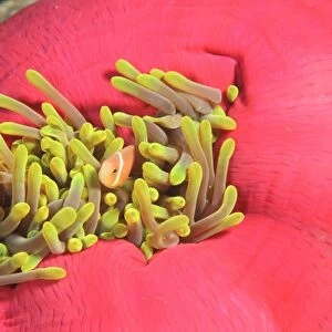 Maldivian Endemic Anemonefish (Ampiprion nigripes) in Giant Indo Pacific Sea Anemone
