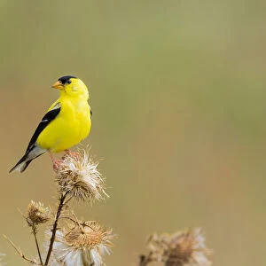 Male American goldfinch eating seeds at thistle plant, Marion County, Illinois