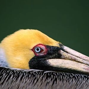 Male Brown Pelican (Pelecanus occidentalis) in breeding plumage. USA, Florida, Sanibel