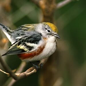 Male Chestnut-sided