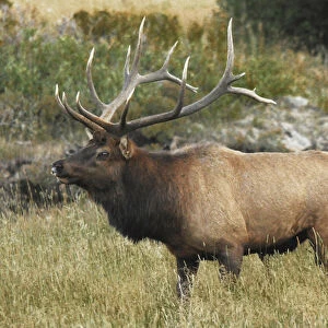 Male Elk in Moraine Park: Rocky Mountain National Park, Colorado, USA