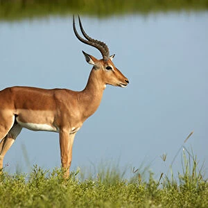 Male impala (Aepyceros melampus melampus), Chobe River, Chobe National Park, Botswana