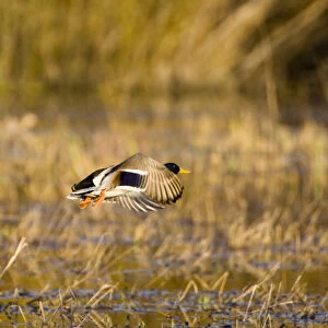 Male mallard duck takes off for flight in wetlands near Whitefish Montana