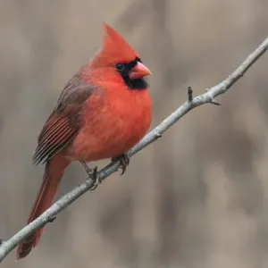 Kentucky Male Northern Cardinal Winter Print Kentucky Male Northern Cardinal Winter Print