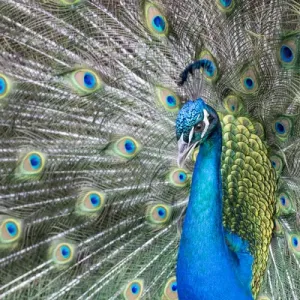 Male Peacock with fanned out tail, Middleton Place Plantation, South Carolina