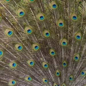 Male Peacock with fanned out tail, Middleton Place Plantation, South Carolina