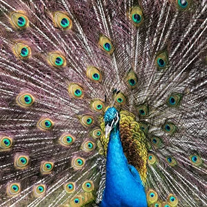 Male peacock fanning out his tail feathers