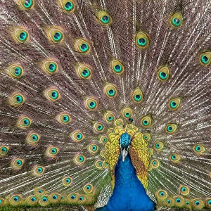 Male peacock fanning out his tail feathers