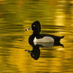 male ring-necked duck, swimming, Dawson Creek Park, Hillsboro, Oregon, USA