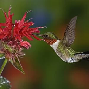 Male Ruby-throated Hummingbird feeding on flower, Louisville, Kentucky