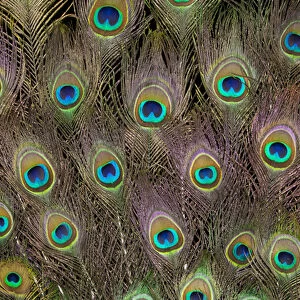 Male Tail feathers Peacock