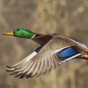 Mallard Drake in Flight Print Mallard Drake in Flight Print