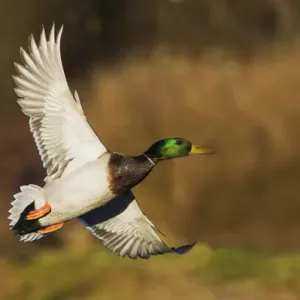 Mallard Drake Print in Flight Mallard Drake Print in Flight