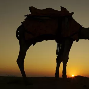 a man and his camel