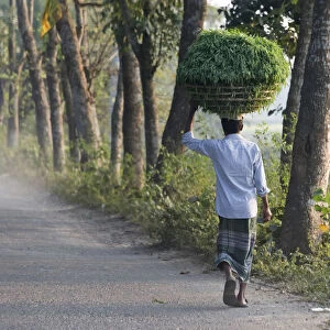Man carrying a basket of grass on the head, Dhaka, Bangladesh
