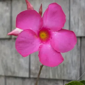Mandevilla Flower Print, Nantucket, Massachusetts Mandevilla Flower Print, Nantucket, Massachusetts
