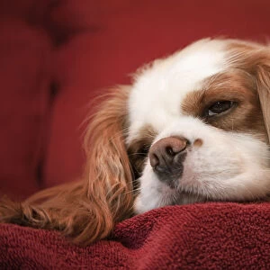 Mandy, a Cavalier King Charles Spaniel sleeping on a towel-covered sofa. (PR)