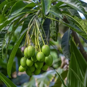 Mango Fruit Tree Print (Floral & Botanical) Mango Fruit Tree Print (Floral & Botanical)