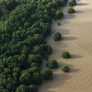 Mangrove Print of Georgetown Guyana