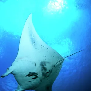 Manta ray in Goofnuw Channel, Yap