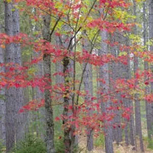 Maple in fall, Hiawatha National Forest, near Munising, MI Maple in fall, Hiawatha National Forest, near Munising, MI
