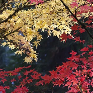 Maple trees in autumn color, Portland Japanese Garden, Oregon