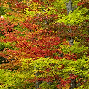 Maple trees in fall color, Hiawatha National Forest, Upper Peninsula of Michigan