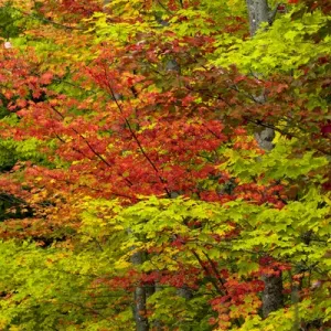 Maple trees in fall color, Hiawatha National Forest, Upper Peninsula of Michigan Maple trees in fall color, Hiawatha National Forest, Upper Peninsula of Michigan