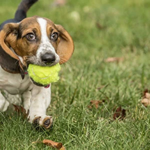 Maple Valley, Washington State, USA. Three month old Basset puppy proudly carrying