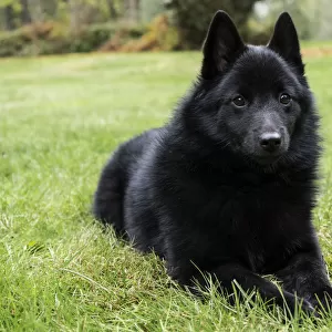 Maple Valley, Washington State, USA. Schipperke puppy reclining in his lawn on a