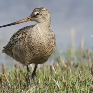 Marbled Godwit Marbled Godwit