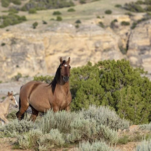 Mare with newborn foal in the Bighorn National Recreation Area, Montana, USA