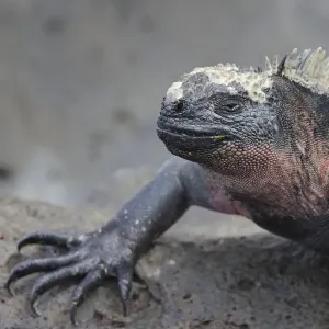 Marine iguana, Espanola Island, Galapagos Islands, Ecuador