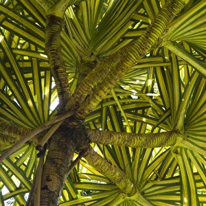 MARTINIQUE. French Antilles. West Indies. Pandanus tree (Pandanus sanderi) at Jardin de Balata