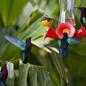 MARTINIQUE, French Antilles, West Indies, Purple-throated Carib hummingbirds (Eulampis
